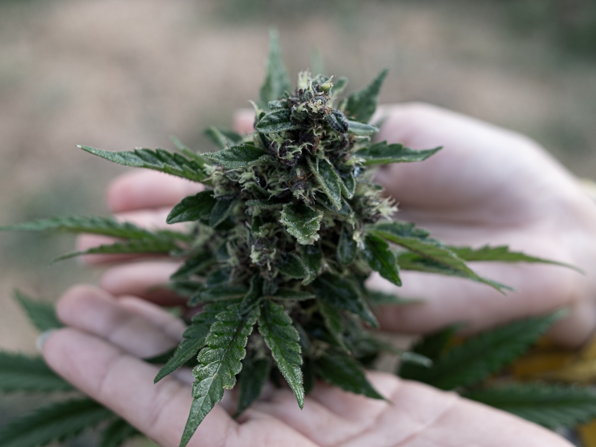 8 Therapeutic benefits of legal cannabis El Cerrito